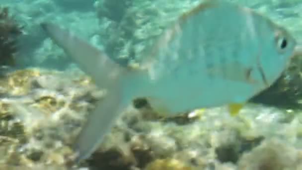 Peces nadando a través de agua azul clara — Vídeos de Stock