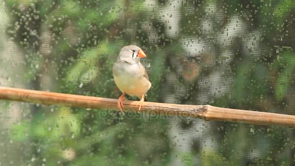 Finch op baars — Stockvideo