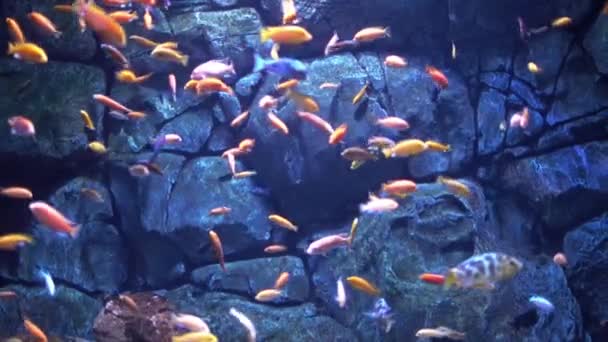 Рыбы в аквариуме — стоковое видео