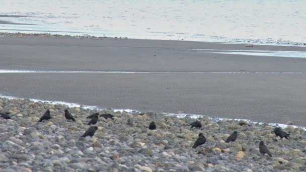 Σμήνος από κοράκια που κρέμεται σε βραχώδη παραλία — Αρχείο Βίντεο