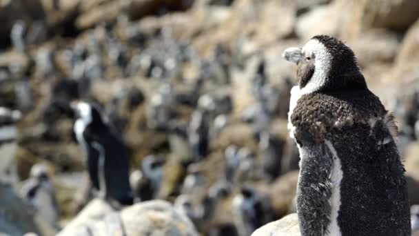 Focus pull from molting penguin to penguin colony at the rocks — Stock Video