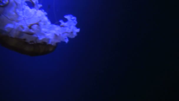 Glowing jellyfish drifting through dark water — Stock Video