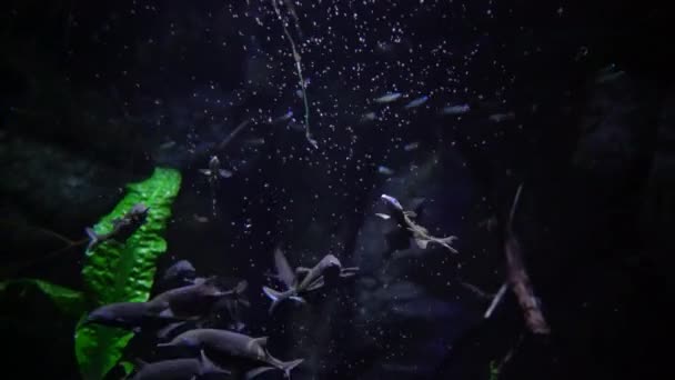 Gnathonemus petersii elefante nariz peixe — Vídeo de Stock