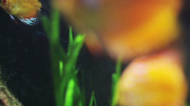Poisson doré sous-marin — Video