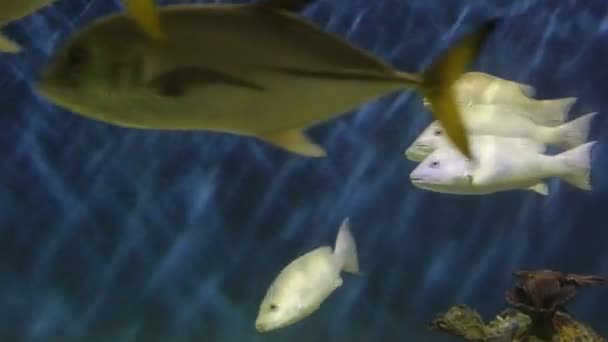 Зеленые рыбы плавают в аквариуме — стоковое видео