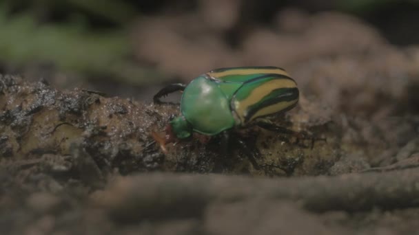 Coléoptère vert et jaune gros plan — Video