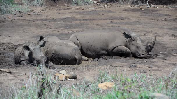 群犀牛睡在干燥的 waterpool — 图库视频影像