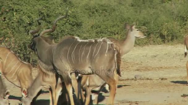 Grupo de kudu — Vídeos de Stock