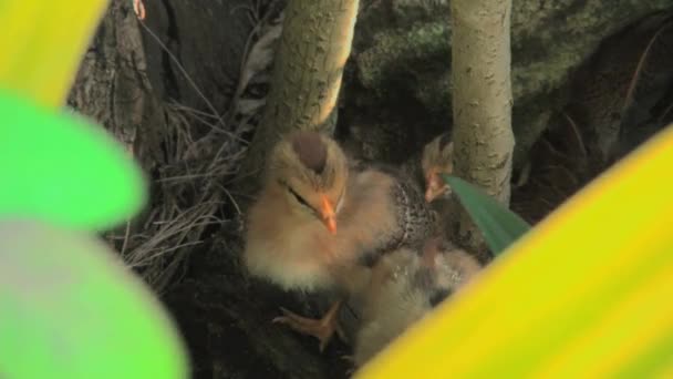 手持宽拍小鸡 rarotongo 库克群岛 — 图库视频影像