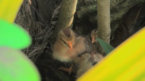 Palmare colpo largo di pulcini rarotongo cucinare isole — Video Stock