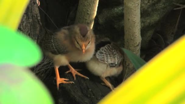 Palmare colpo largo di pulcini rarotongo cucinare isole — Video Stock