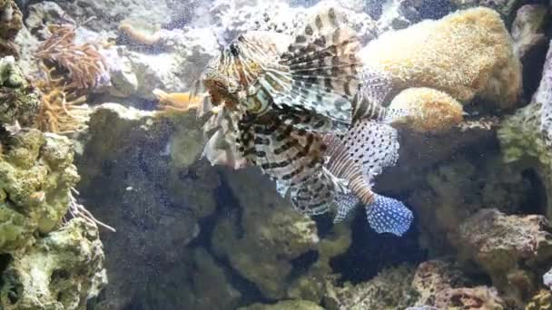 Ολόκληρη την χειρός shot από δύο lionfish κολύμπι σε ένα ενυδρείο — Αρχείο Βίντεο