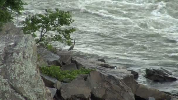 Czapla stojąc na skałach przez rzeki rapids — Wideo stockowe