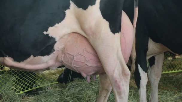 Vacas holandesas leiteiras úbere completo pronto para a fazenda ordenha — Vídeo de Stock