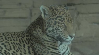 leopar gözler kaya yüzeyi kapalı