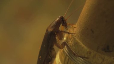süpürge üzerinde böcek makro çekim
