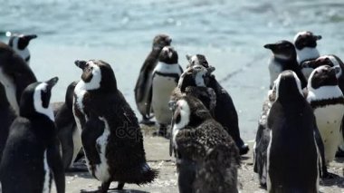 penguen kolonisi stony Point Plajı'nda