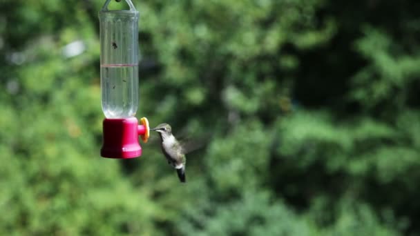 Hummingbird at feeder — Stock Video