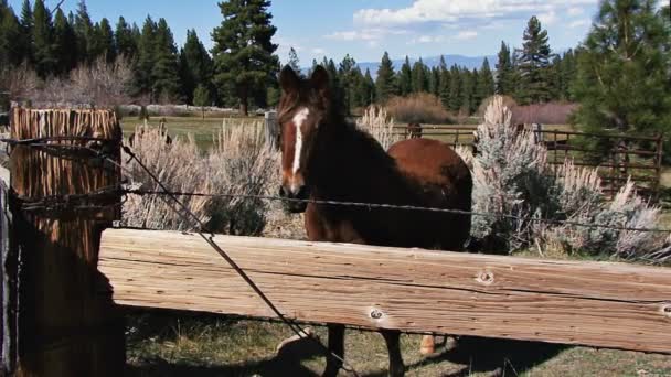 Horse standing in mountain corral — Stock Video