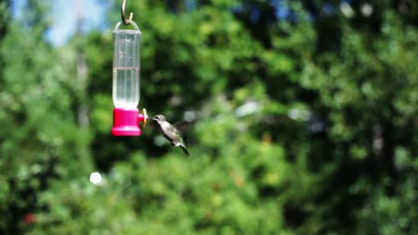 Hummingbird at feeder — Stock Video