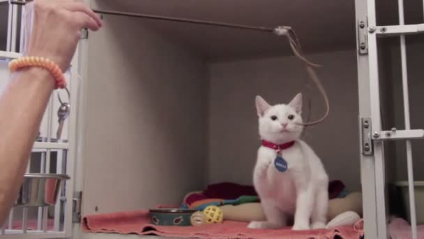 Chaton jouant avec la corde — Video