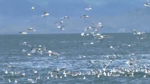 Kittiwakes en frenesí sobre agua — Vídeo de stock