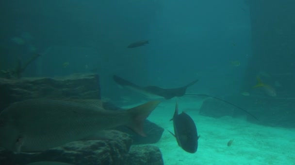 Peces grandes con mantarrayas que se deslizan a lo largo del fondo marino — Vídeos de Stock