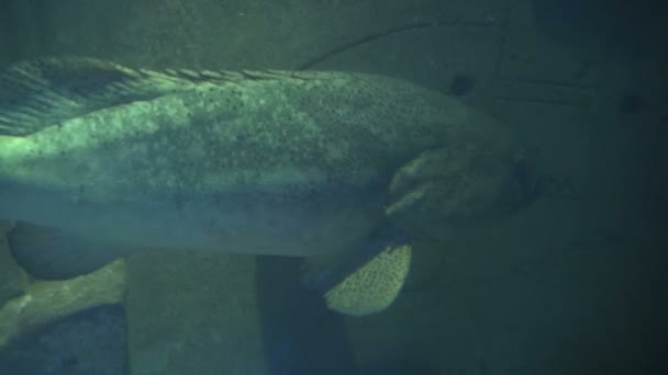 Stora grå fiskar simmar förbi matchande rock — Stockvideo