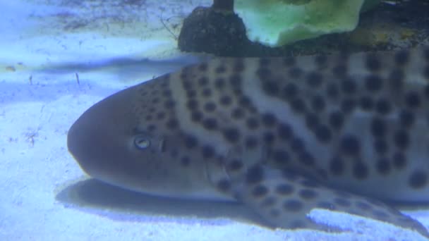 Grande pesce gatto sul fondo del mare — Video Stock