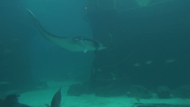 Gran stingray deslizándose por a través de mar turbio — Vídeo de stock