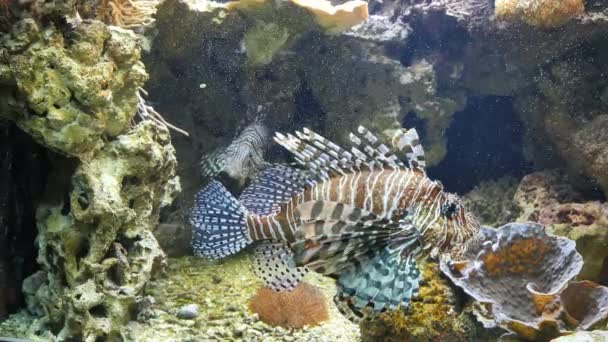 Lionfish zwemmen in een aquarium — Stockvideo