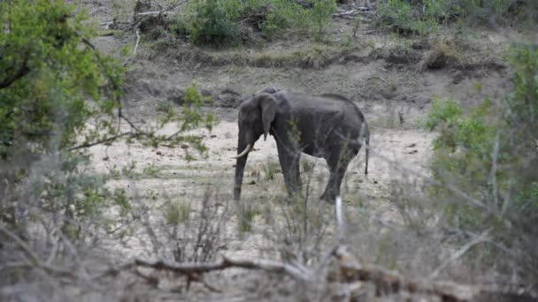 Маленький слон, стоящий один в кустах — стоковое видео