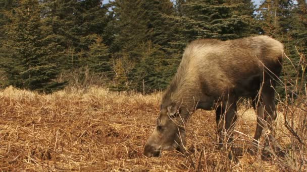 Lone moose grazing in pasture — Stock Video