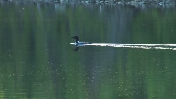 Loon swimming and diving — Stock Video