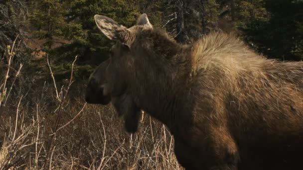 Vaca alce mirando en el bosque — Vídeos de Stock