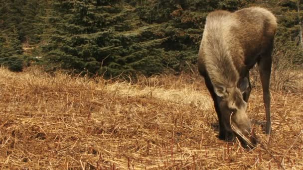 Άλκη αγελάδα που βόσκουν σε φρέσκα fireweed — Αρχείο Βίντεο
