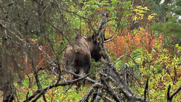 Moose jít zpátky do lesů — Stock video