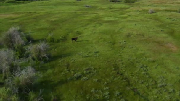 Elch auf der grünen Wiese aus Hubschrauber erschossen — Stockvideo