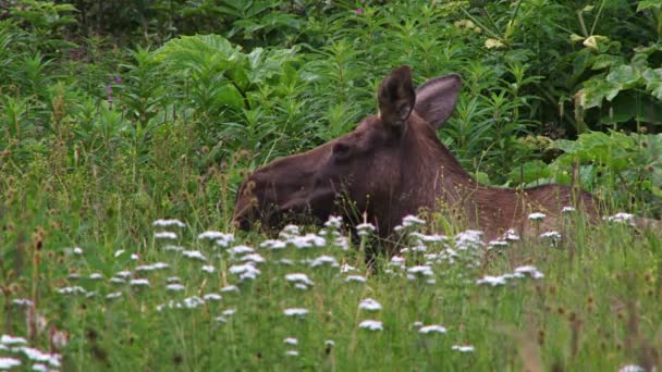 Moose in wilde bloemen te leggen — Stockvideo