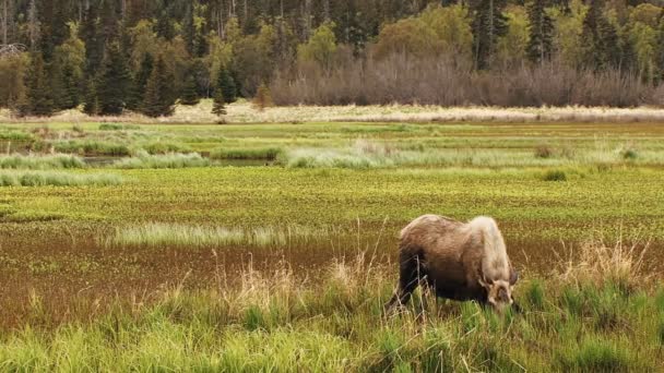 Alce solo en el pantano — Vídeos de Stock