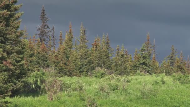 Moose on stormy forest ridge — Stock Video