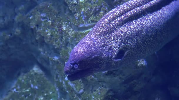 Moray anguila de cerca — Vídeos de Stock