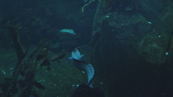 Müren balığı uzakta Yüzme — Stok video
