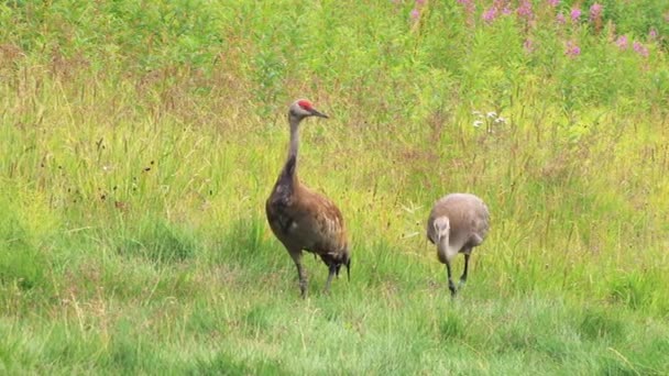 Moeder kraan en colt wandelen in de weide — Stockvideo