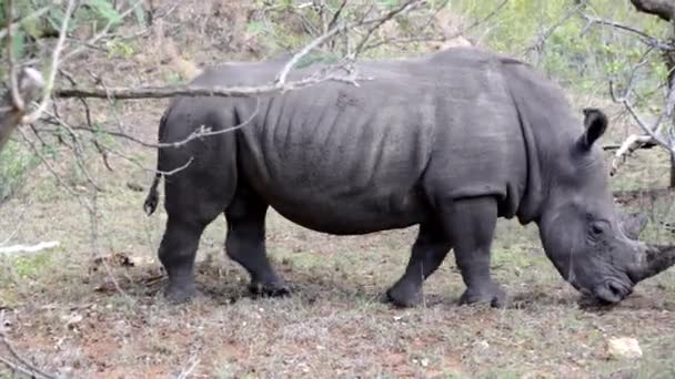 Pan from a rhino walking — Stock Video