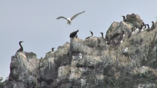 Pelagisk skarv försvara mot seagull attack — Stockvideo