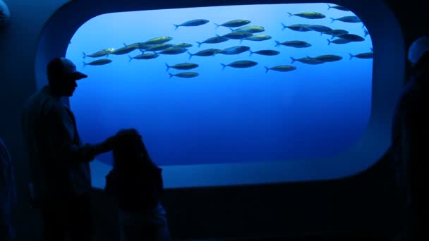 人々 が水族館で魚を見る — ストック動画