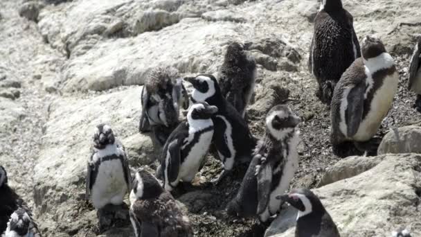 Pingüino estirándose en las rocas — Vídeo de stock