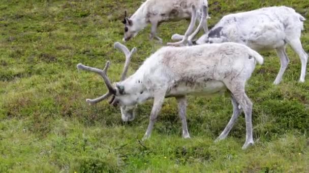 Reindeer in the north of norway nordkapp — Stock Video