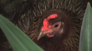 tavuk rarotongo cook Adaları